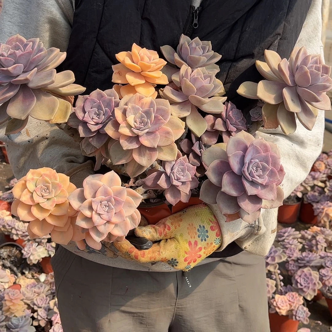 阿*?多肉植物紫乐景Z54