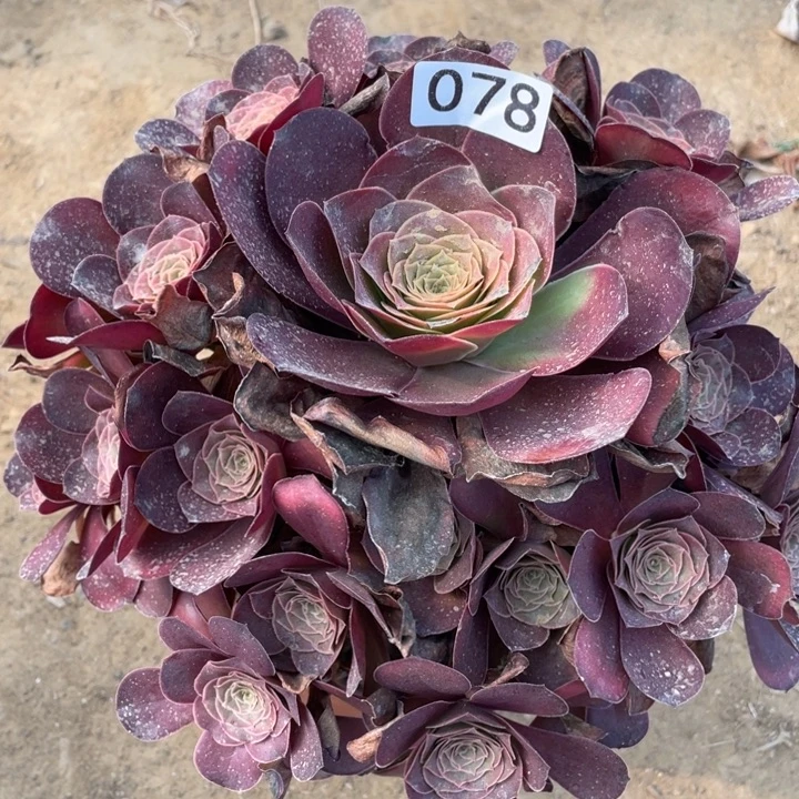 无花朵078多肉植物魅金玫瑰