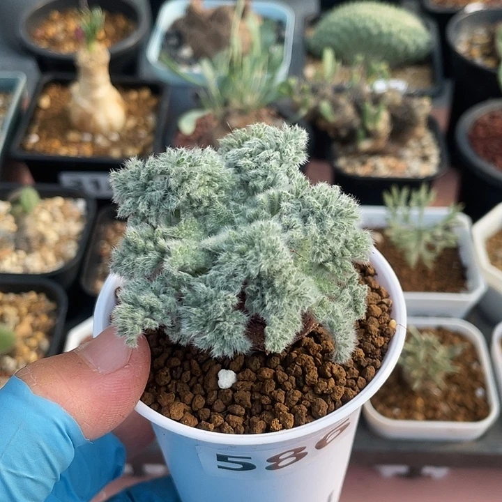 586大单头羽叶杨葵块根