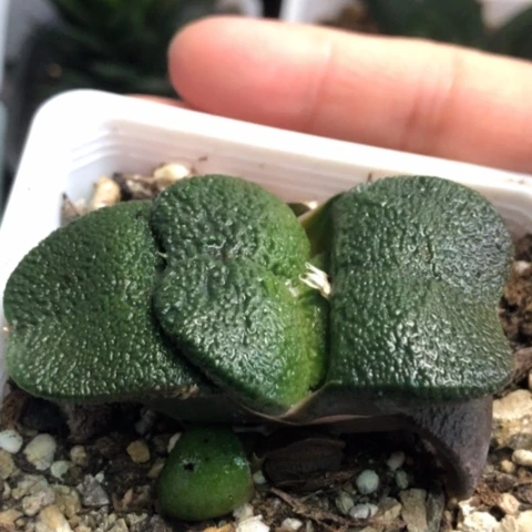 特宽军配蜗牛母本带侧牙带盆法国