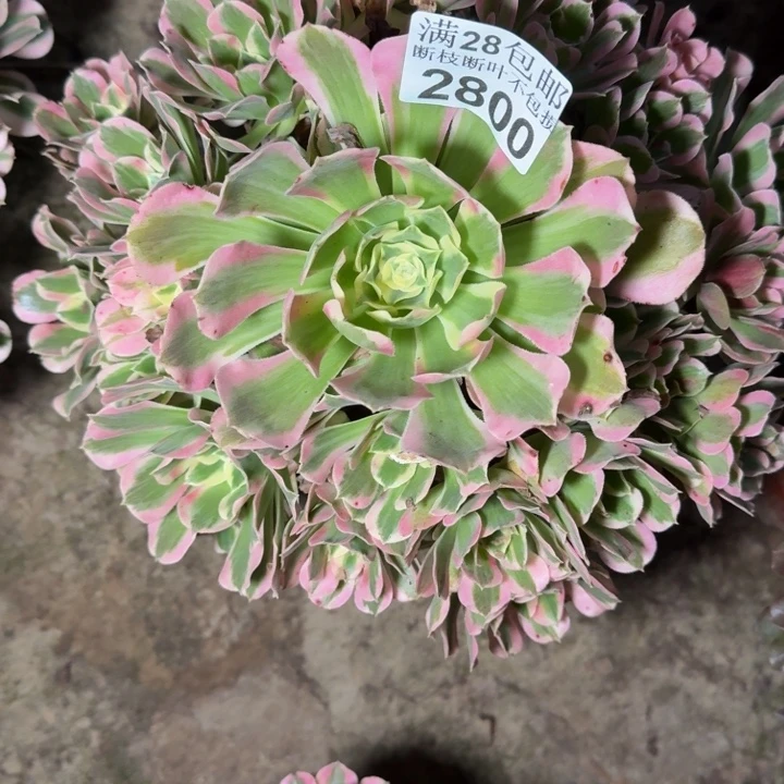 2800白凤多肉植物