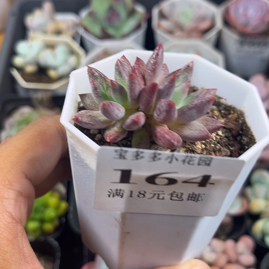 双头车厘子到手一颗一物一拍满18包邮满26送一颗精品肉肉