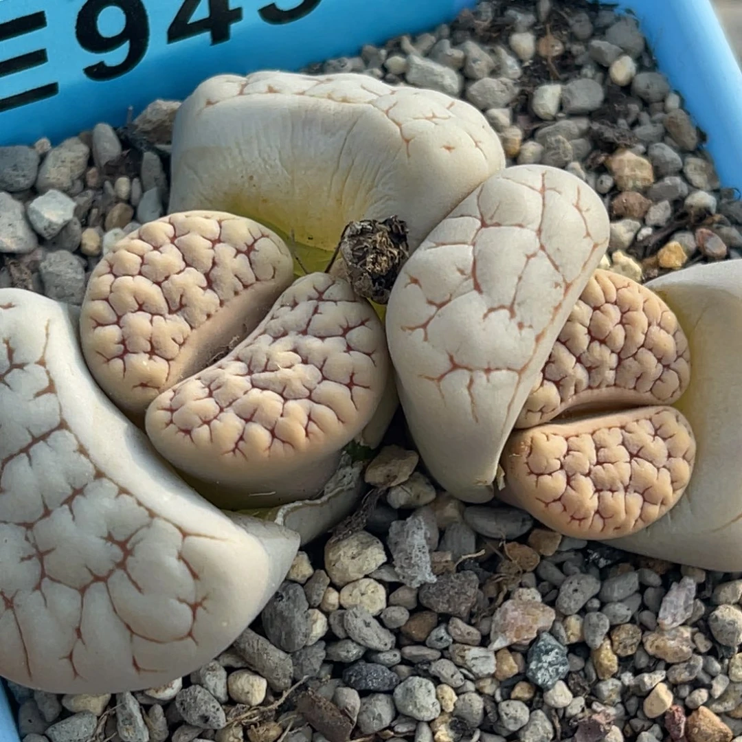 9450双头红纹荒一颗