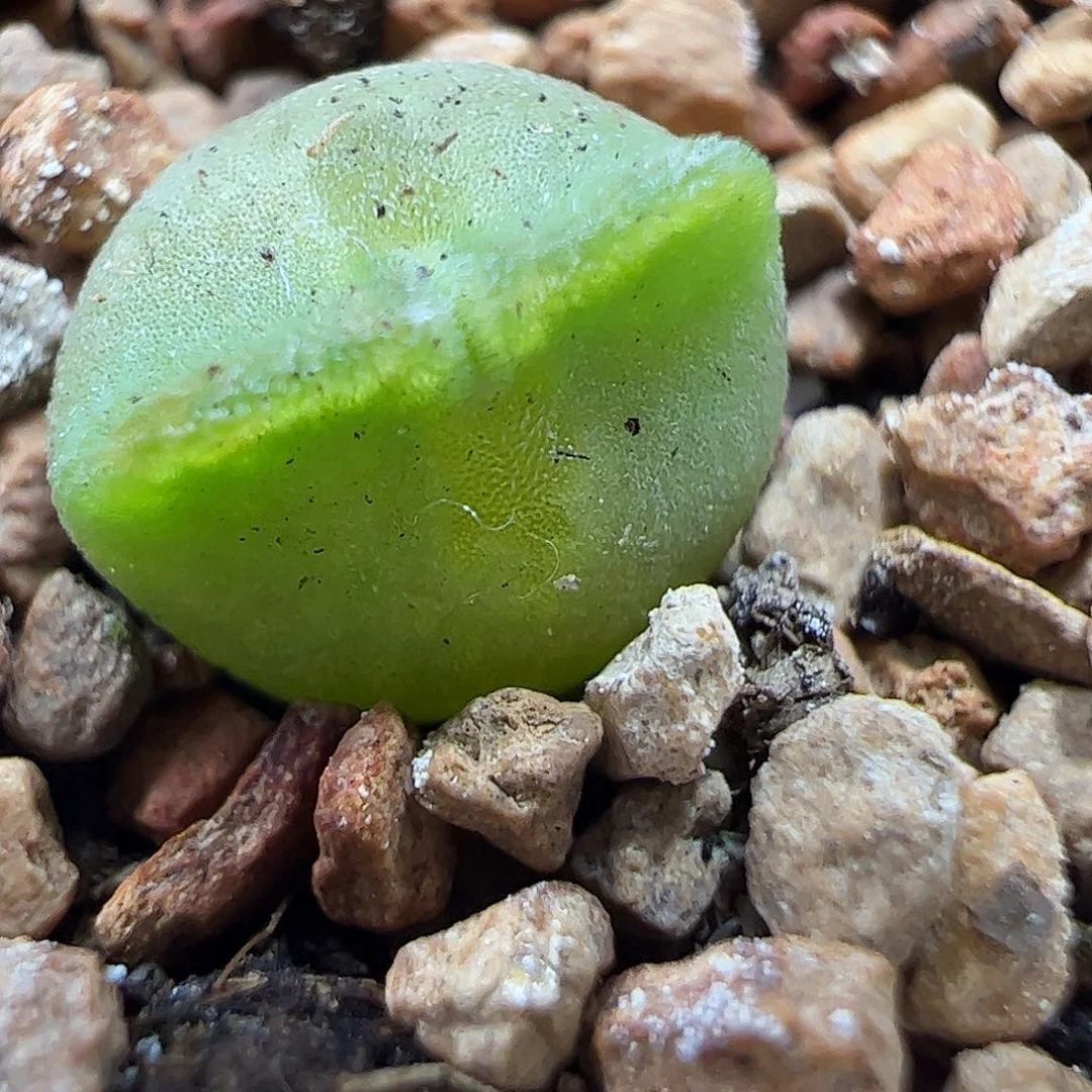 大眼空蝉苗子………………………