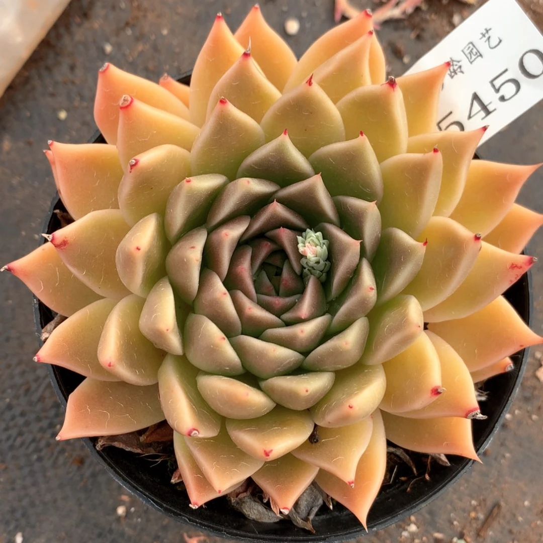 5450杂交多肉植物