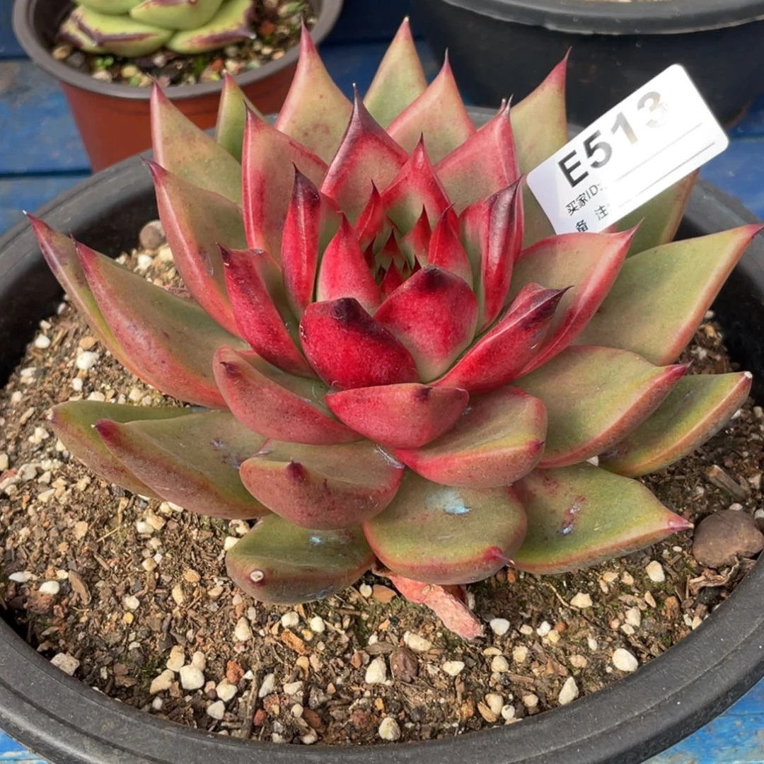 无花朵若如东云单拍E513