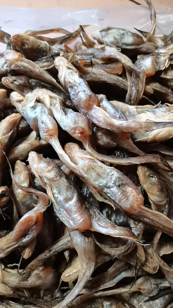 山东发货渤海湾咸带籽油光鱼