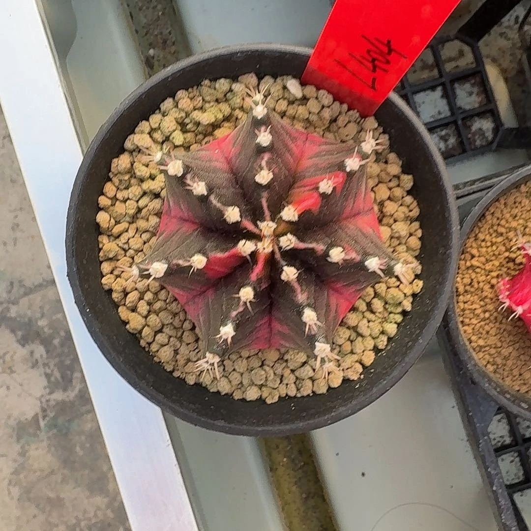 L404-1114广东发货 8mm