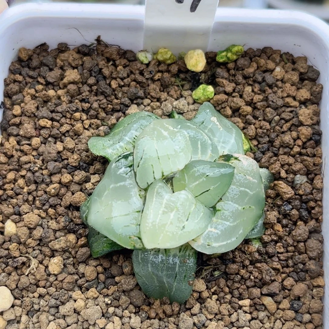 277巨大丸叶极上斑新糯阿锦福利专场