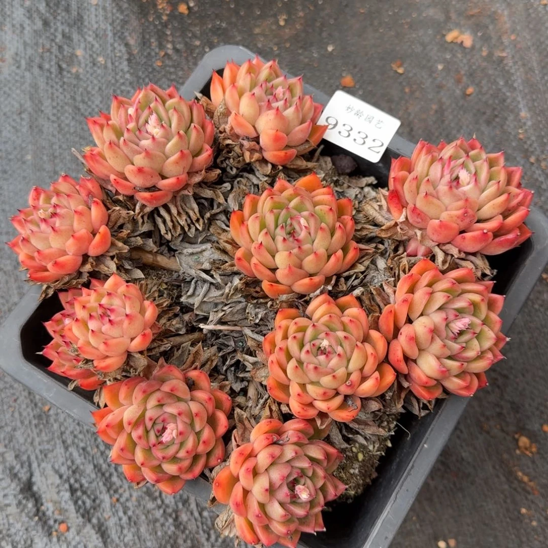 9332不包掉头整散特价清