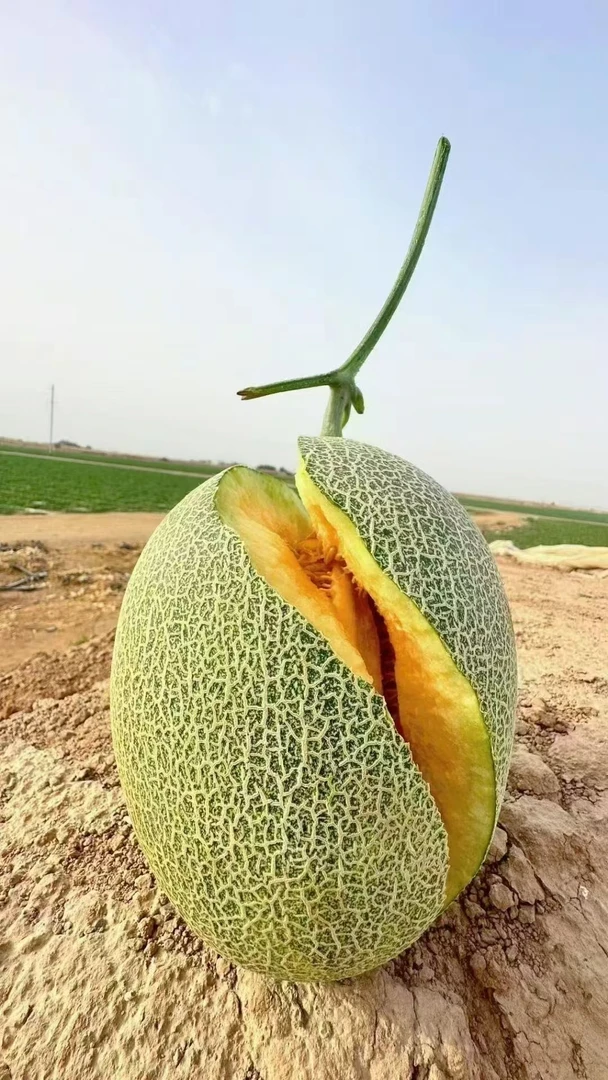 新疆火焰蜜瓜皮薄肉厚脆甜多汁全国包邮新疆直发新疆正宗哈密瓜