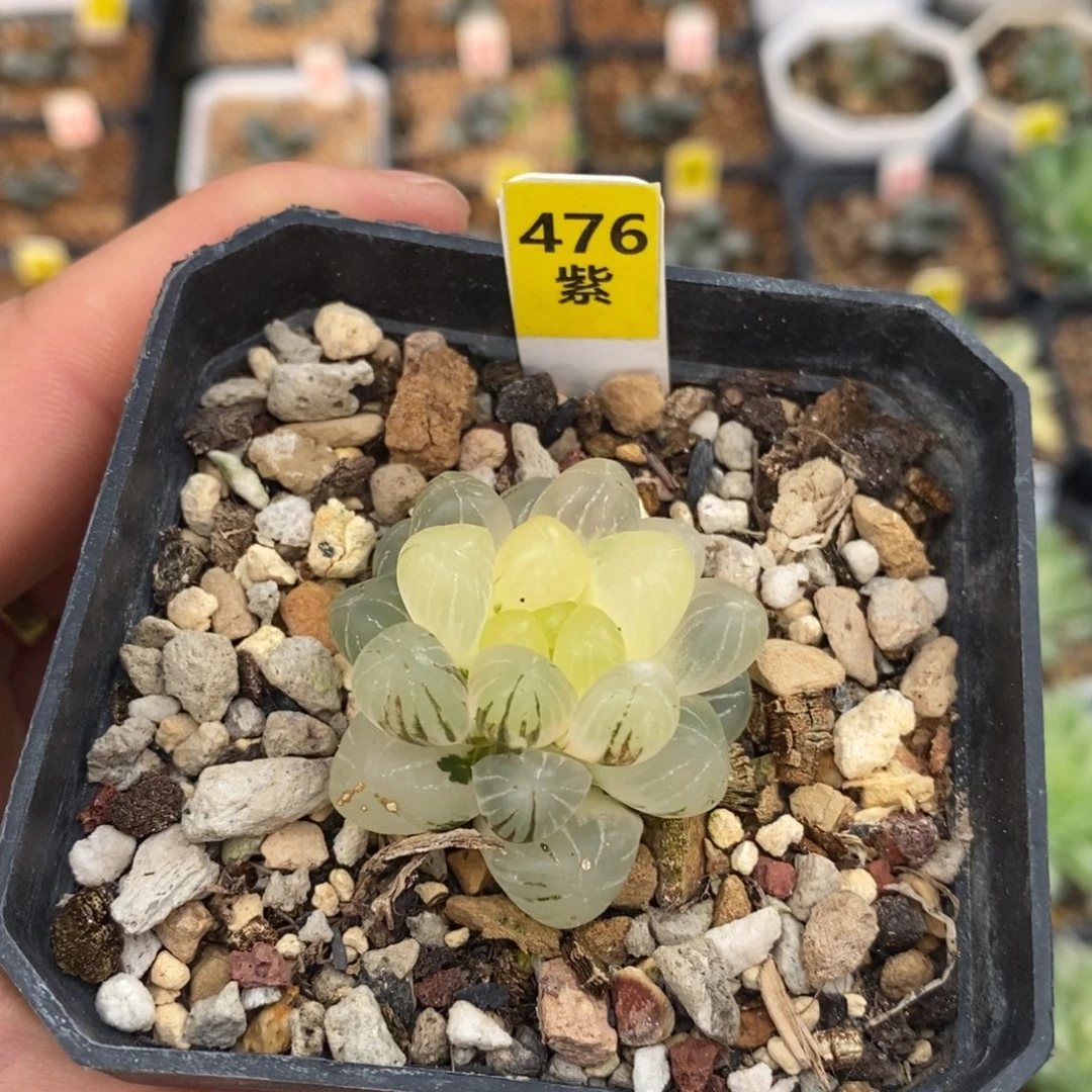476姬玉露十二卷多肉