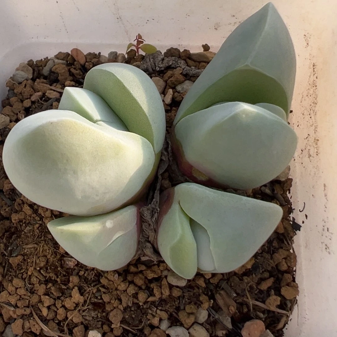 恶****使69多肉植物百科知识