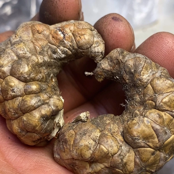 看***尘吊坠文玩核桃东北特产169