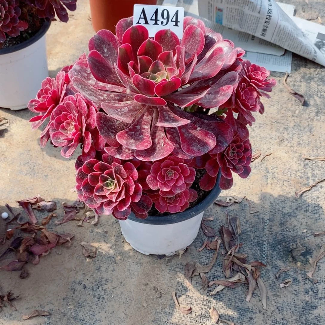 两***鱼嫩桩美杜莎494多肉法师