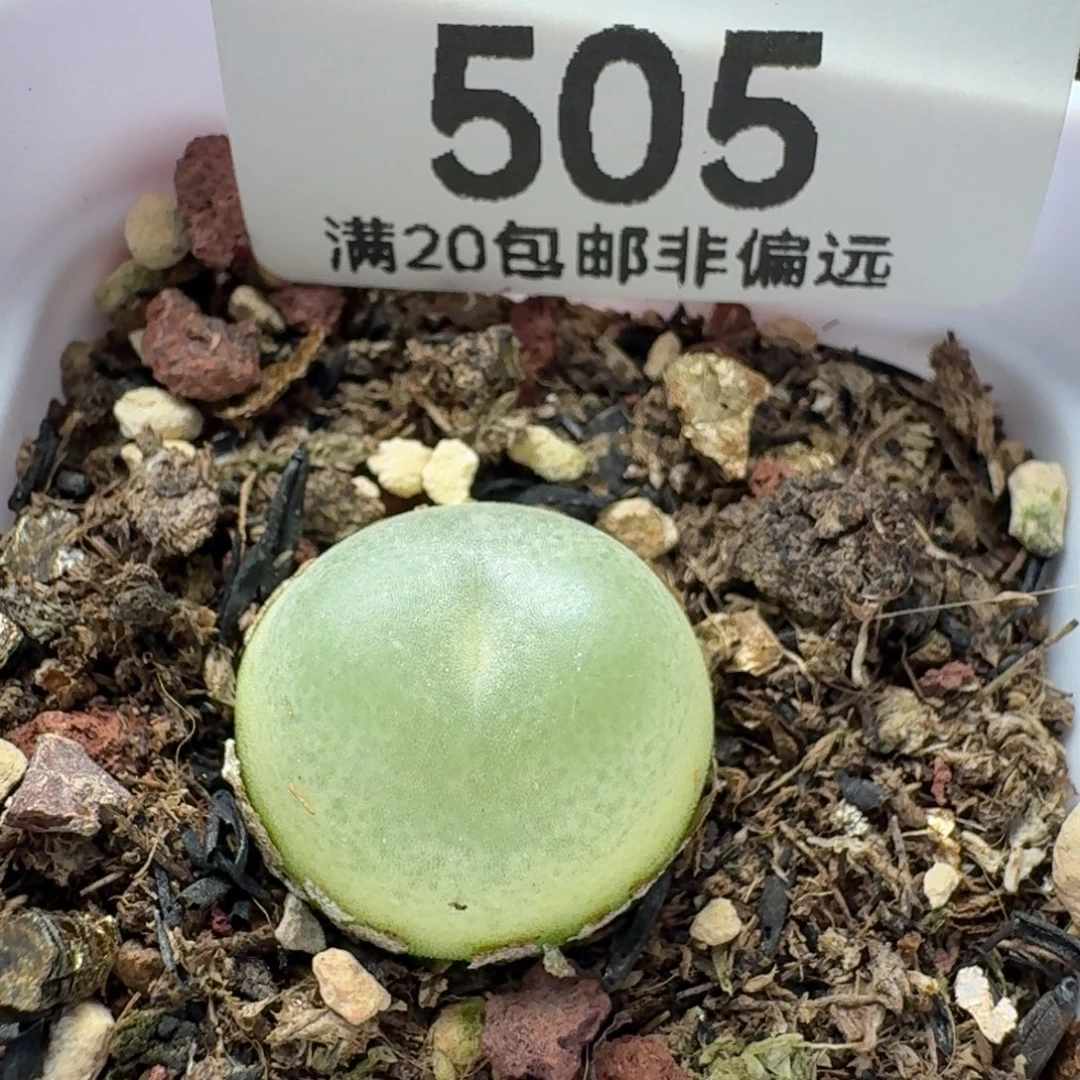 拉登1.6➕。 带盆土1200