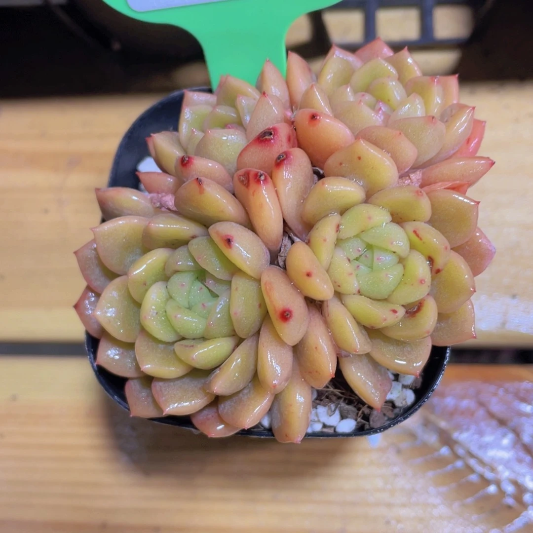 225号 小豆丁四头黄体