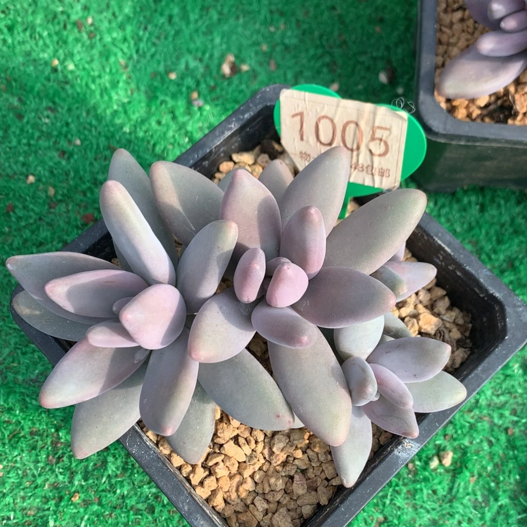 企鹅无砍开播福利1005