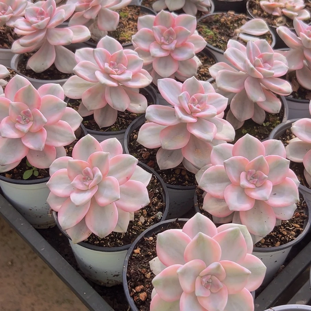 紫乐锦单头一个基地直发