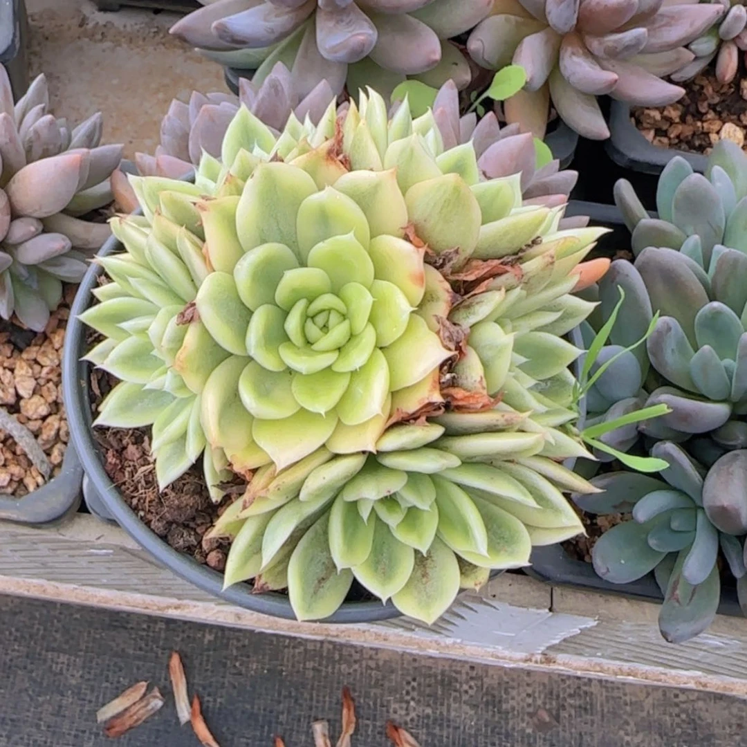 【闪购商品】群生蝴蝶飞舞锦