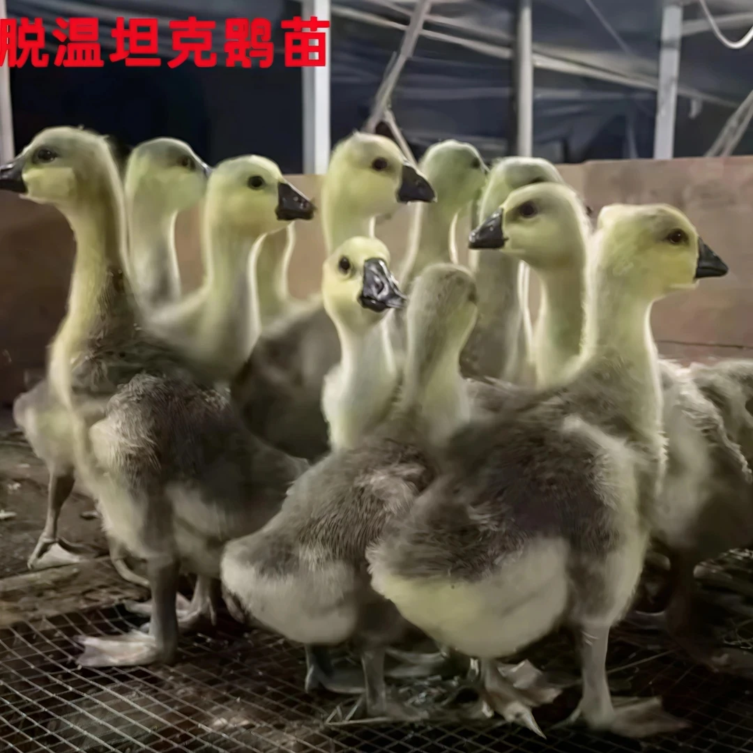 宠物 灰图卢兹（1斤）左右顺丰包邮