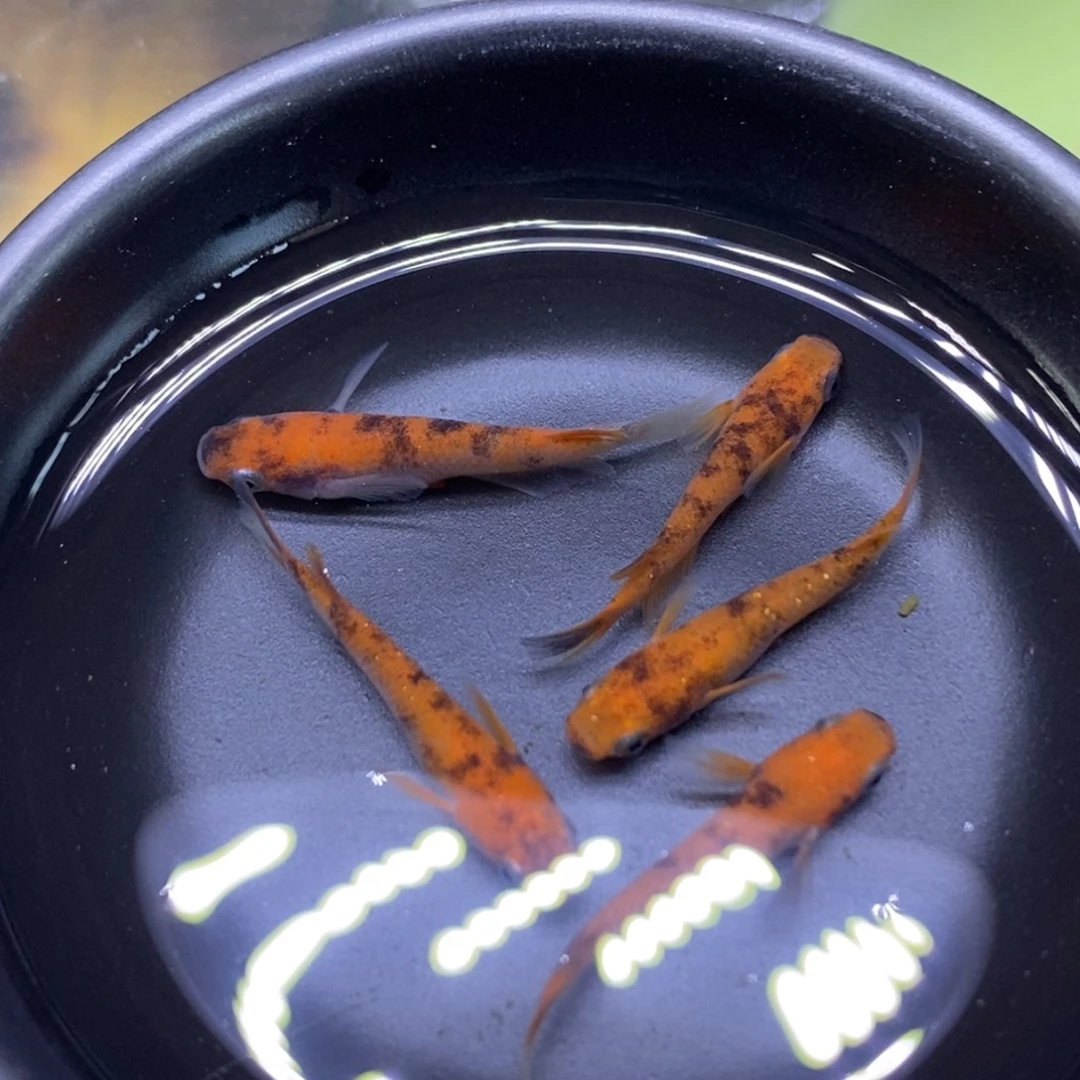 青鳉鱼红色眼影27号