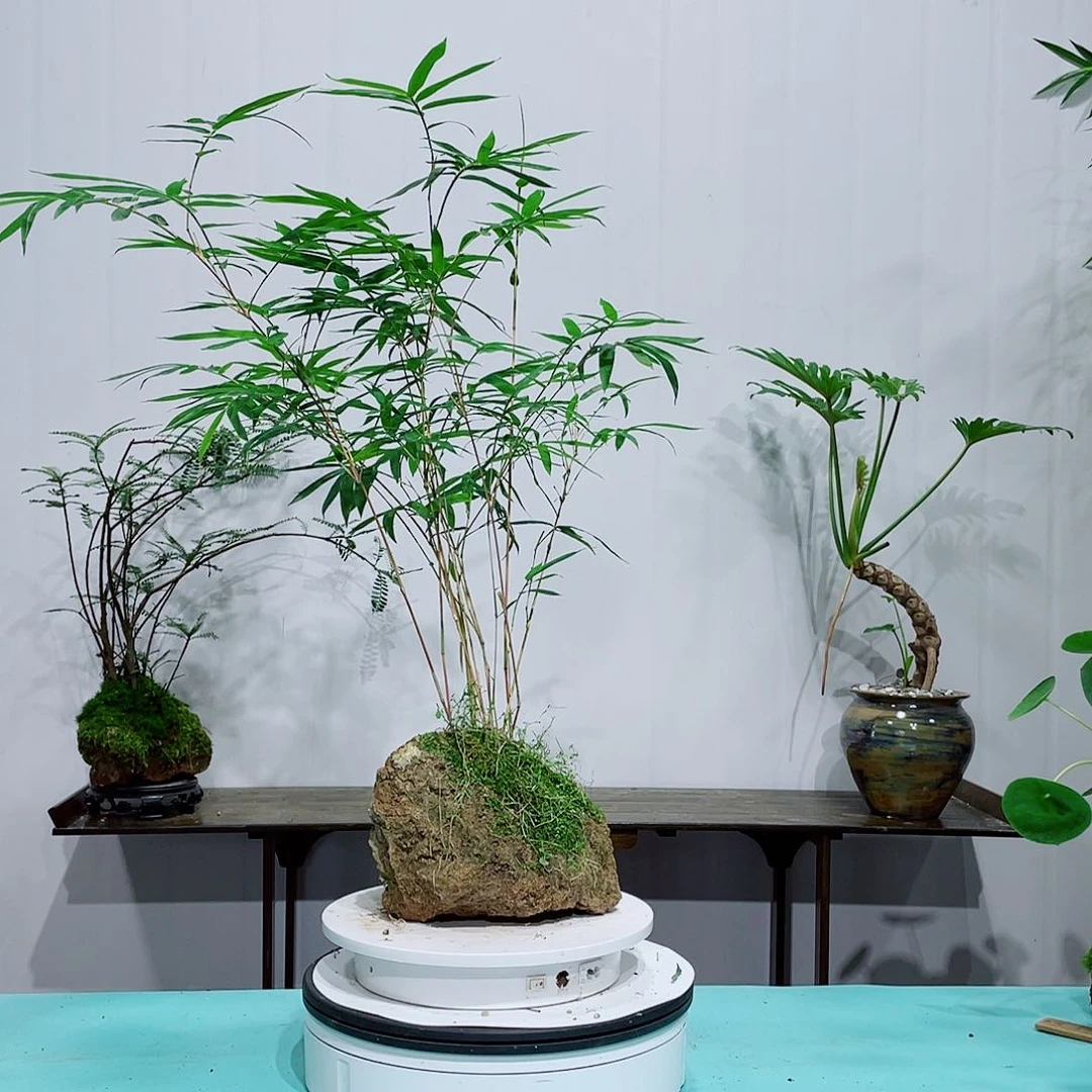 无花朵室内好养易活的绿植盆栽