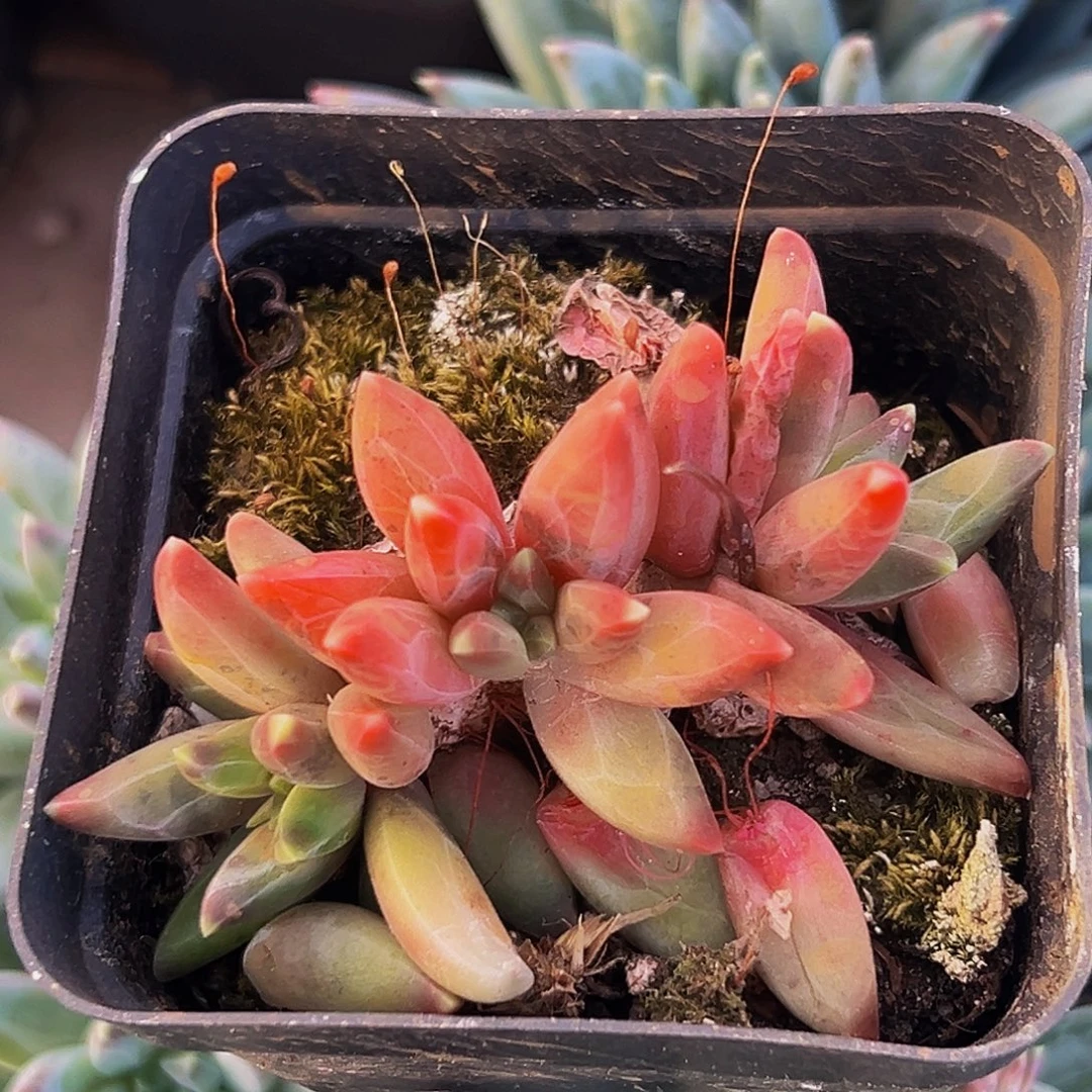 桔云多肉美人精品系列