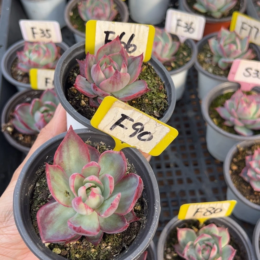 雪****妞F66F90惊鸿多肉