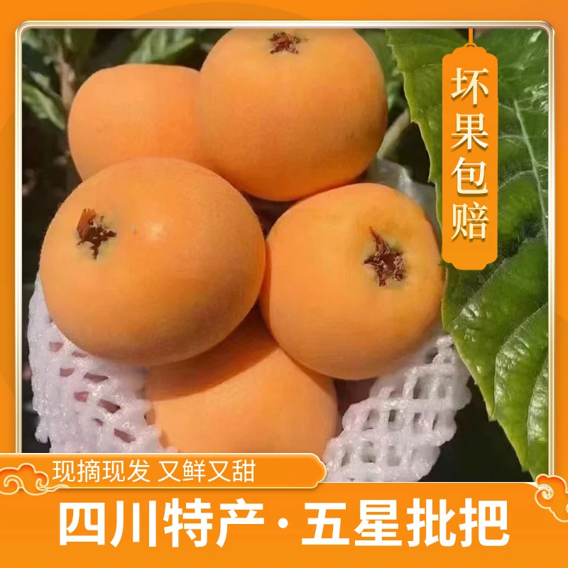 精选品质五星大果米易甜枇耙采摘新鲜孕妇水果多汁坏果包赔
