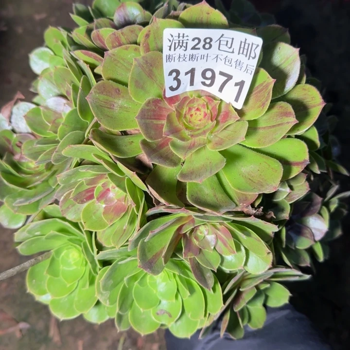 31971花月夜不包断枝