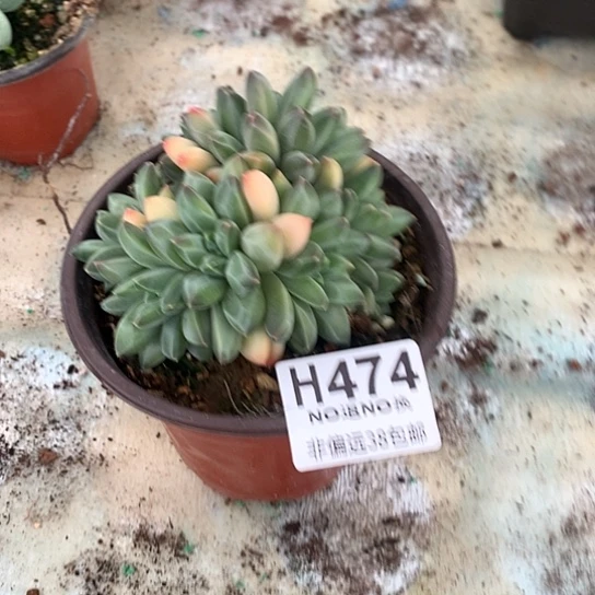 擎***天美人群474 全场处理退款拉黑7-8天发货