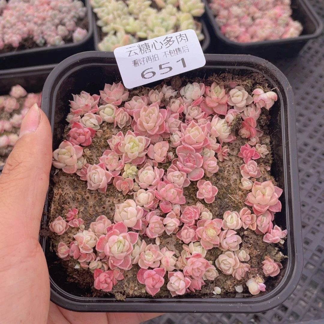 云糖心多肉植物651