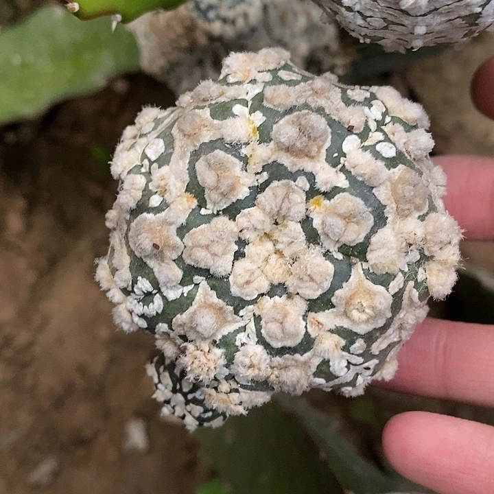 三角接花园v字海星