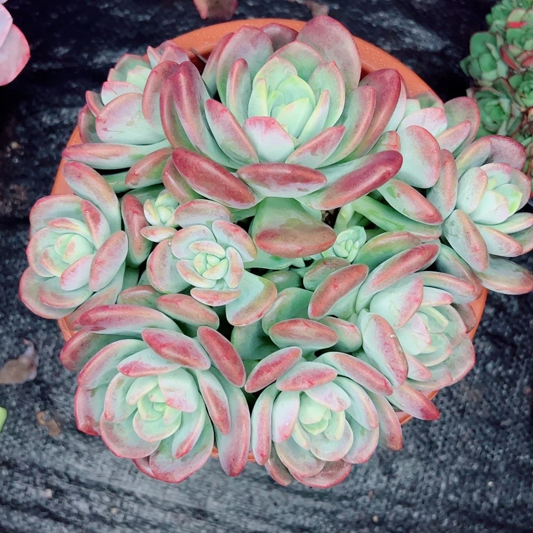 拉萨群生，一物一拍