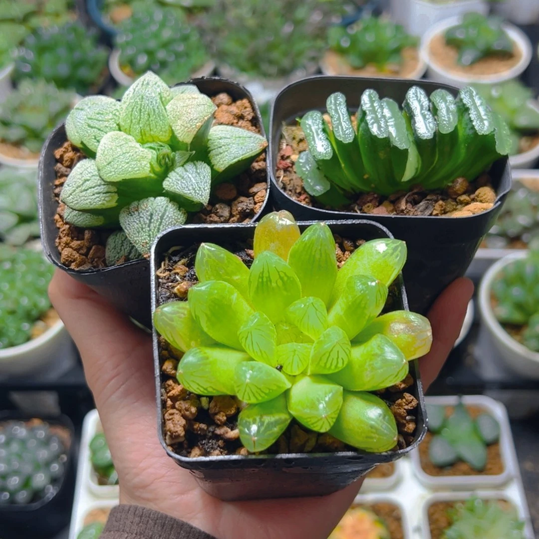 磨面+苏州玉露+玉扇多肉多肉