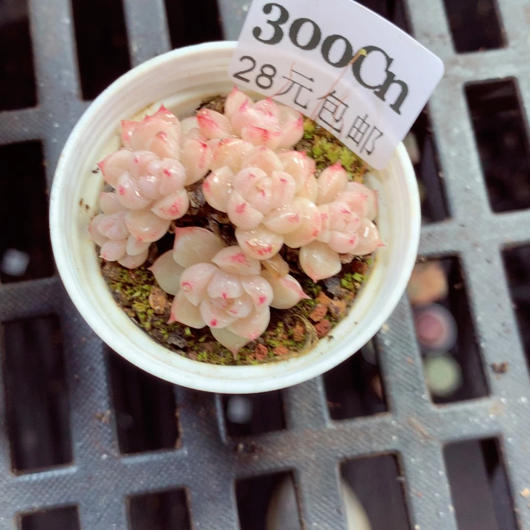 5厘米盆精控多肉300