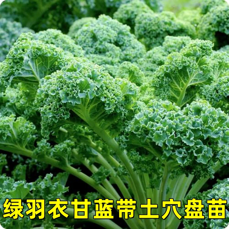 羽衣甘蓝紫羽衣绿羽衣皱叶羽衣甘蓝秧苗秋冬蔬菜苗种植