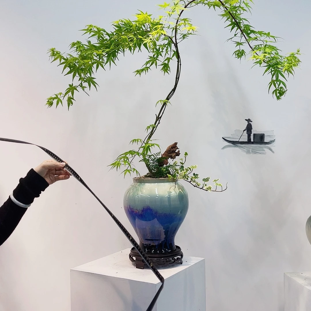 高端绿植一物一拍