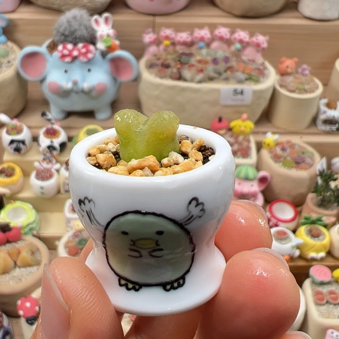 多肉植物56号拇指盆