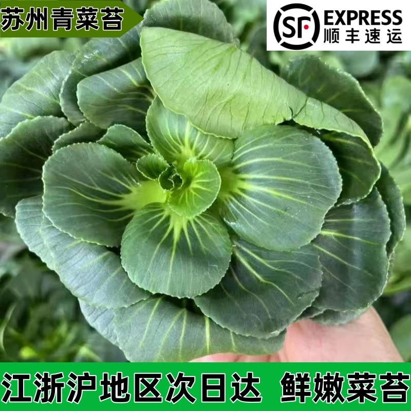 顺丰包邮江浙沪次日达苏北青菜苔菜芯农家露天南方种植青菜芯菜苔