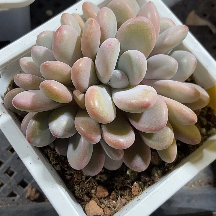 多肉植物粉兔裙878多肉