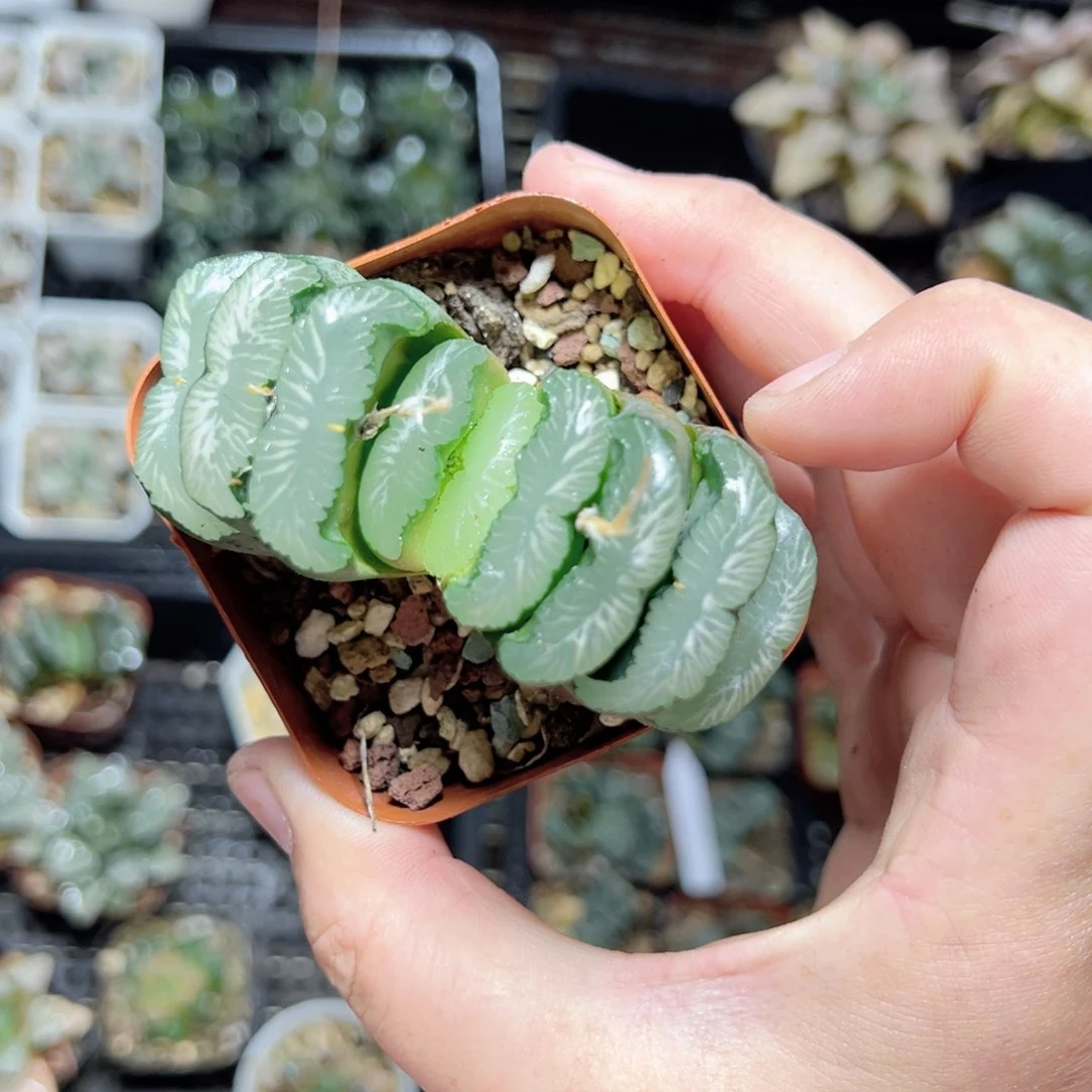 m****3198多肉植物一颗