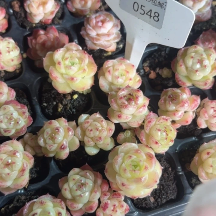 548号  包子麦秆