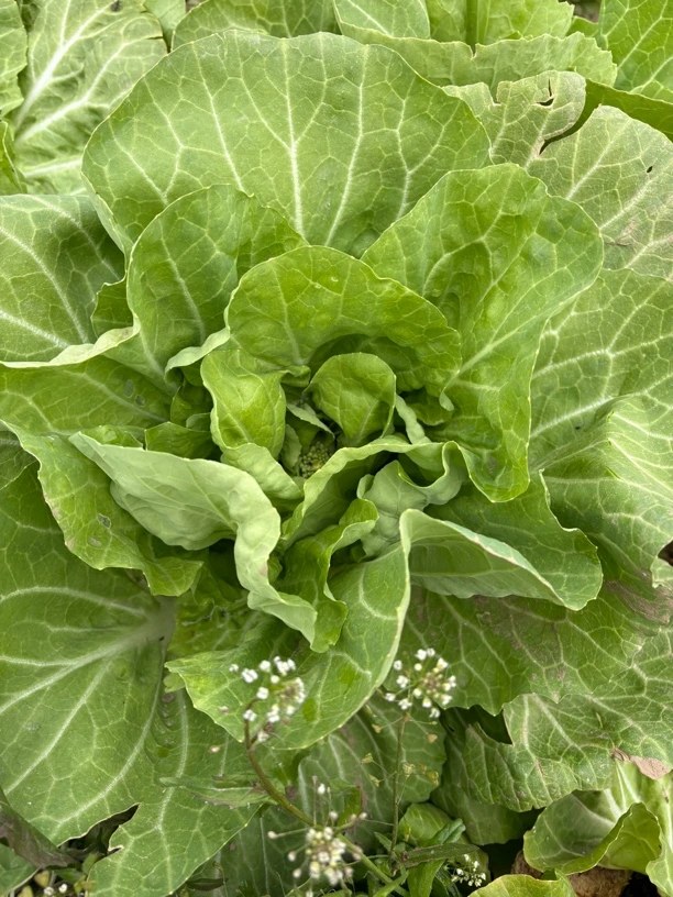 农场露天自种带叶菊花白菜可炒可下火锅