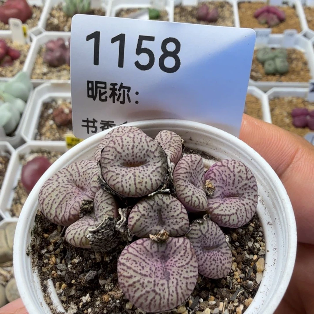多肉植物多肉植物