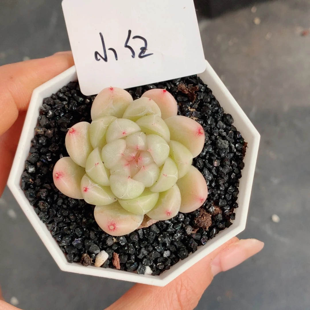 朱***。珍妮58包邮  群生不包整小白