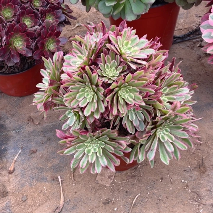 306粉霞法师多肉断枝不售后