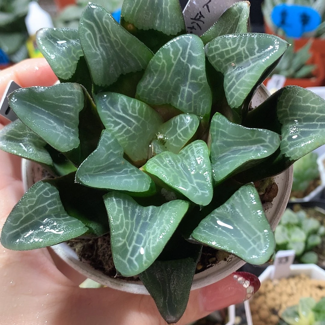 74号巨大兵克带盆土