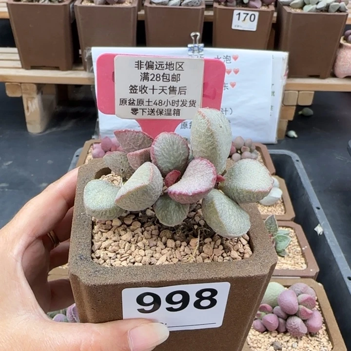 998妖姬多肉的植物